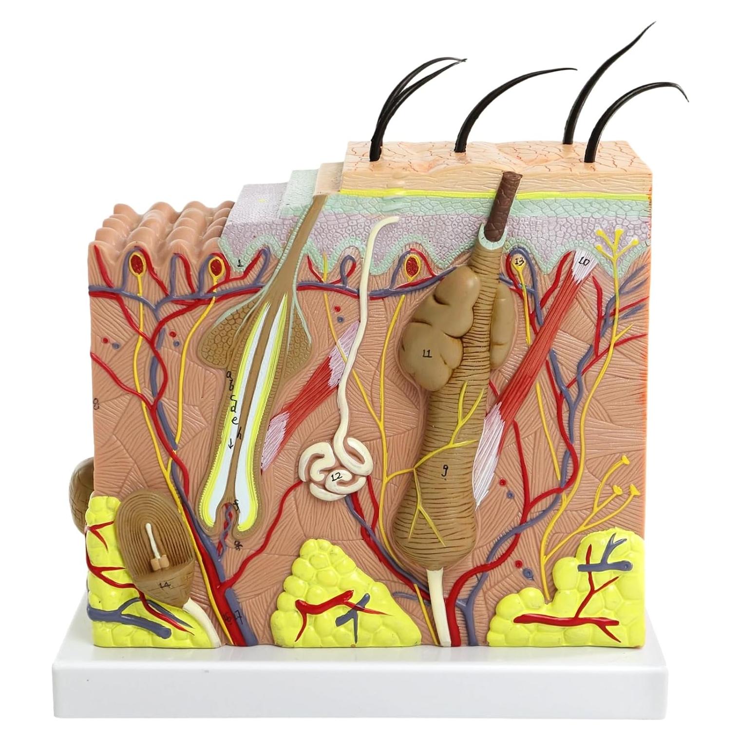 Modelo de Anatomía de Piel 3D Merinden 50X con Base Estable