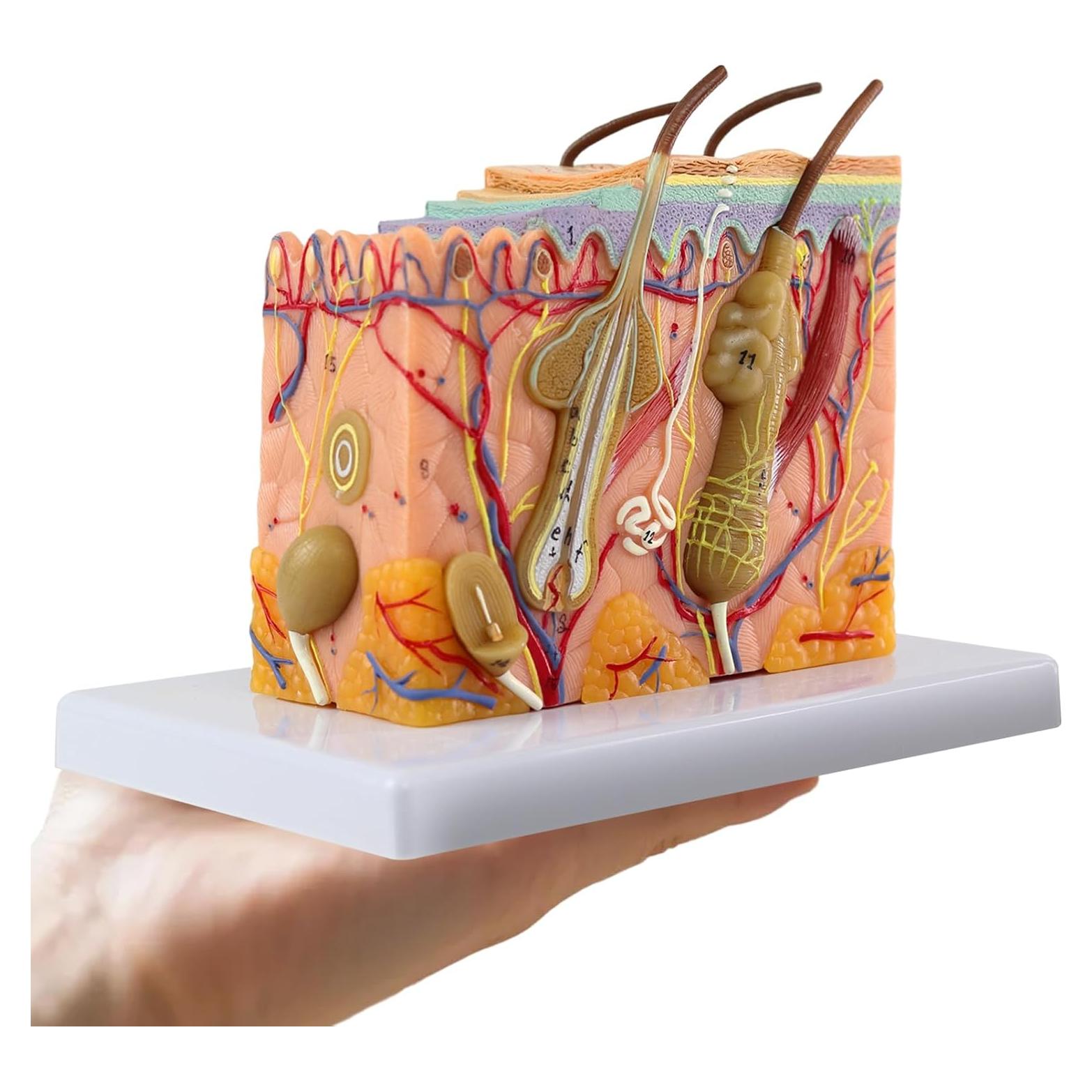 Modelo de Anatomía de Piel 3D Ampliado 35X Merinden