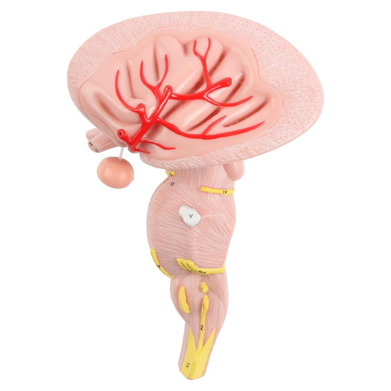 Modelo Anatómico Tronco Encefálico Ampliado Axis Scientific 2 Piezas