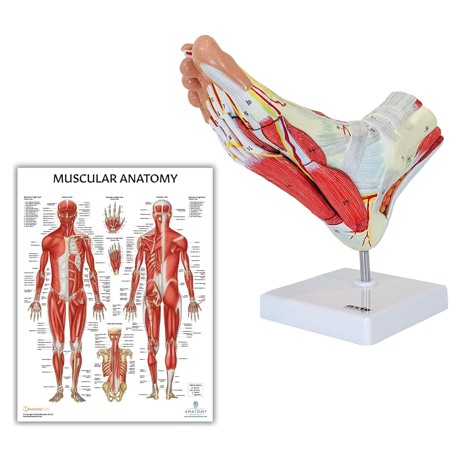 Modelo de Anatomía del Pie Axis Scientific 9 Piezas Removibles