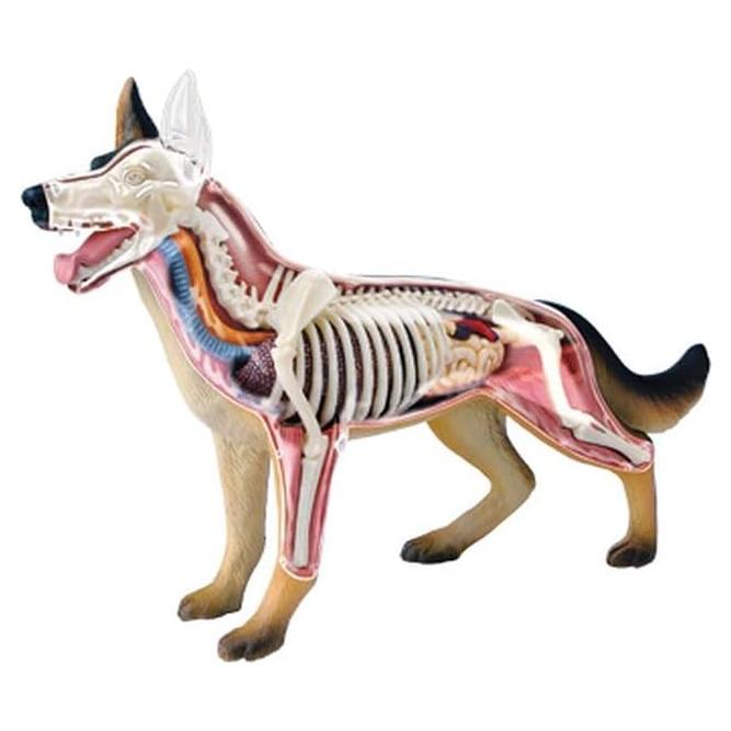 Modelo de Anatomía Canina 4D Vision Tedco 16.5 cm 28 Piezas