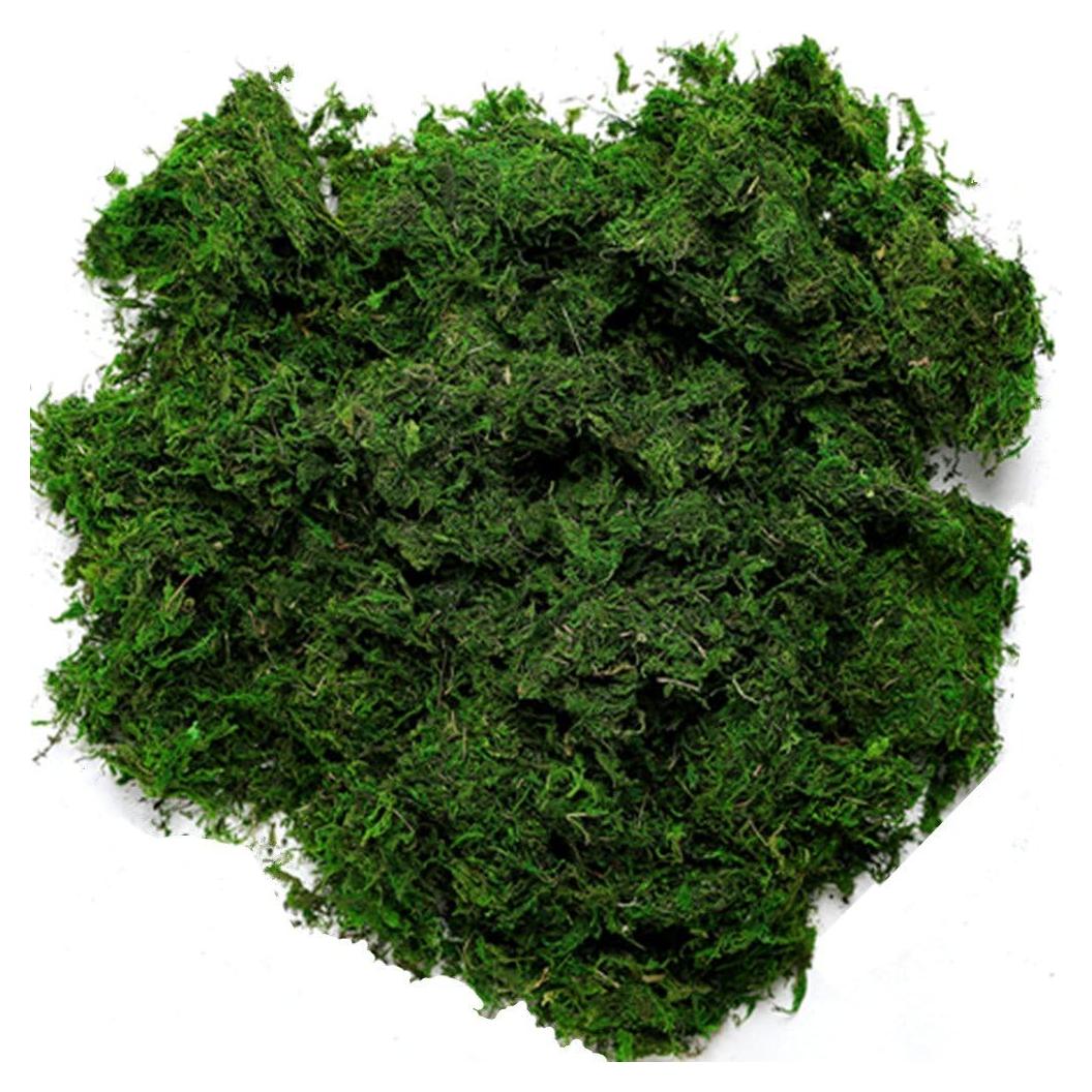 Musgo Conservado Byher 92926 Verde Fresco 450 g