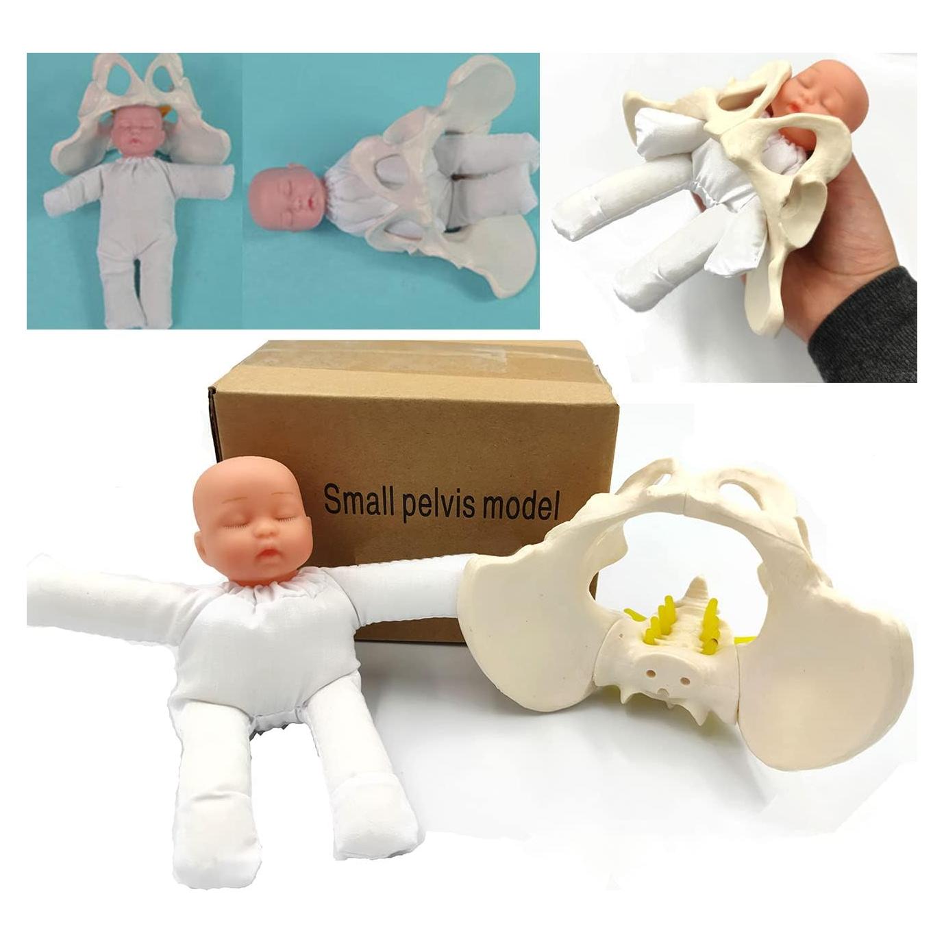 Modelo de Pelvis Femenina DredQcco para Demostración de Parto