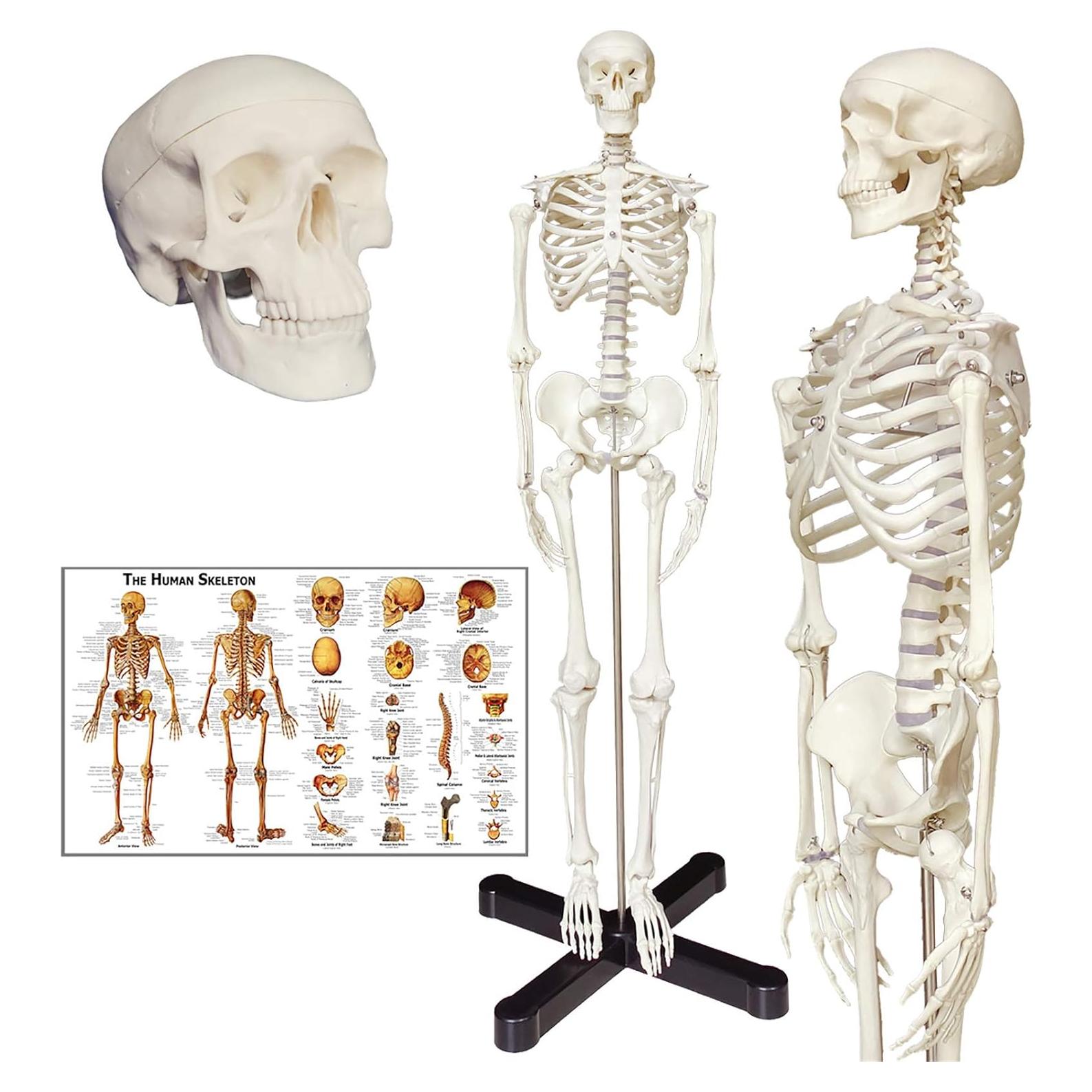 Modelo de Esqueleto Humano TakeTex 85 cm con Soporte