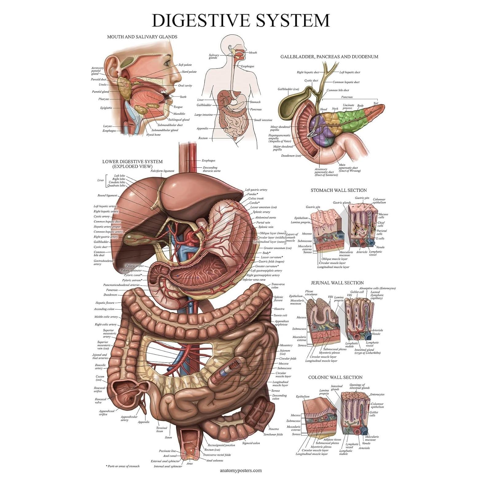 Póster Anatómico del Sistema Digestivo Palace Learning 68.6x45.7cm