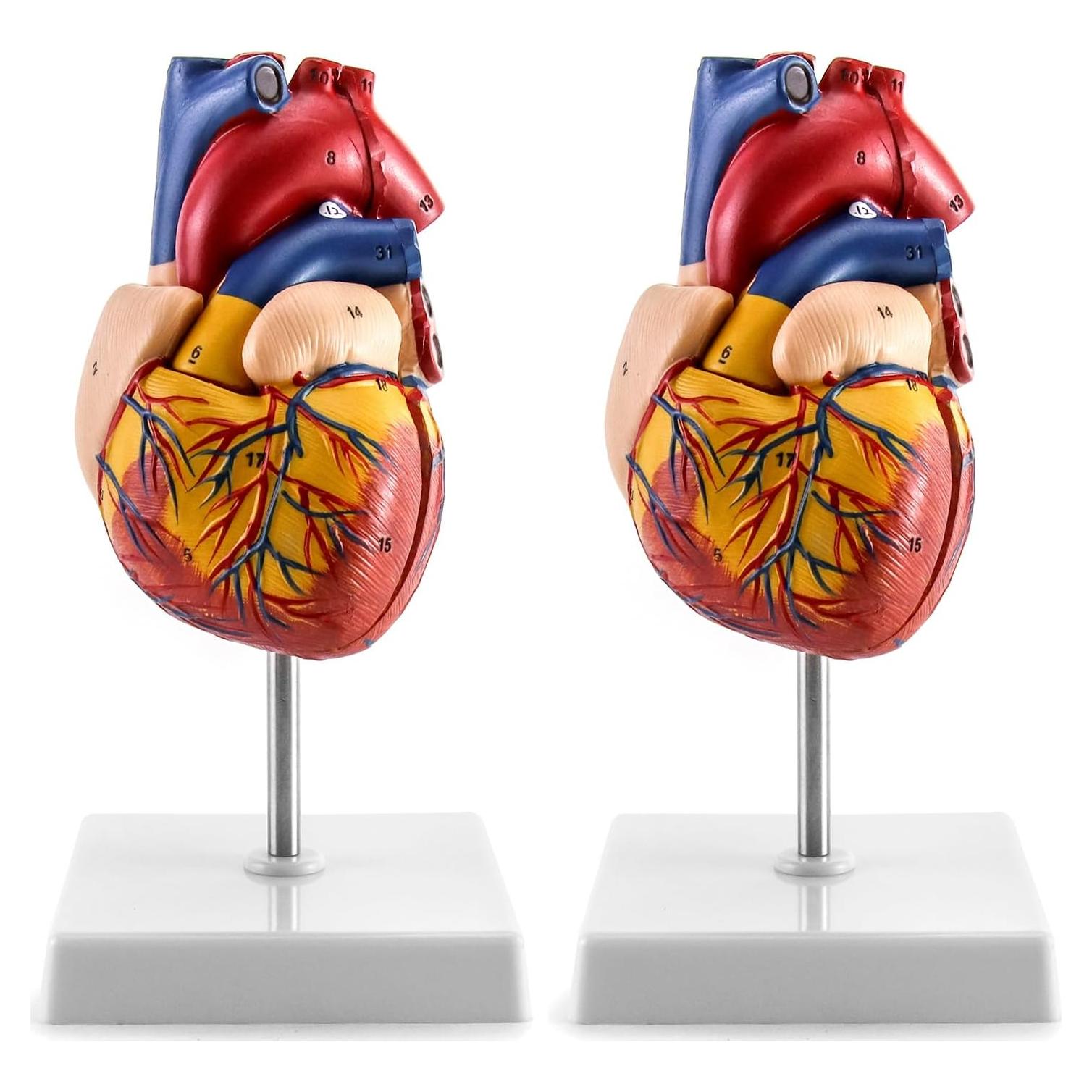 Modelo Anatómico de Corazón QWORK - 2 Piezas Tamaño Real