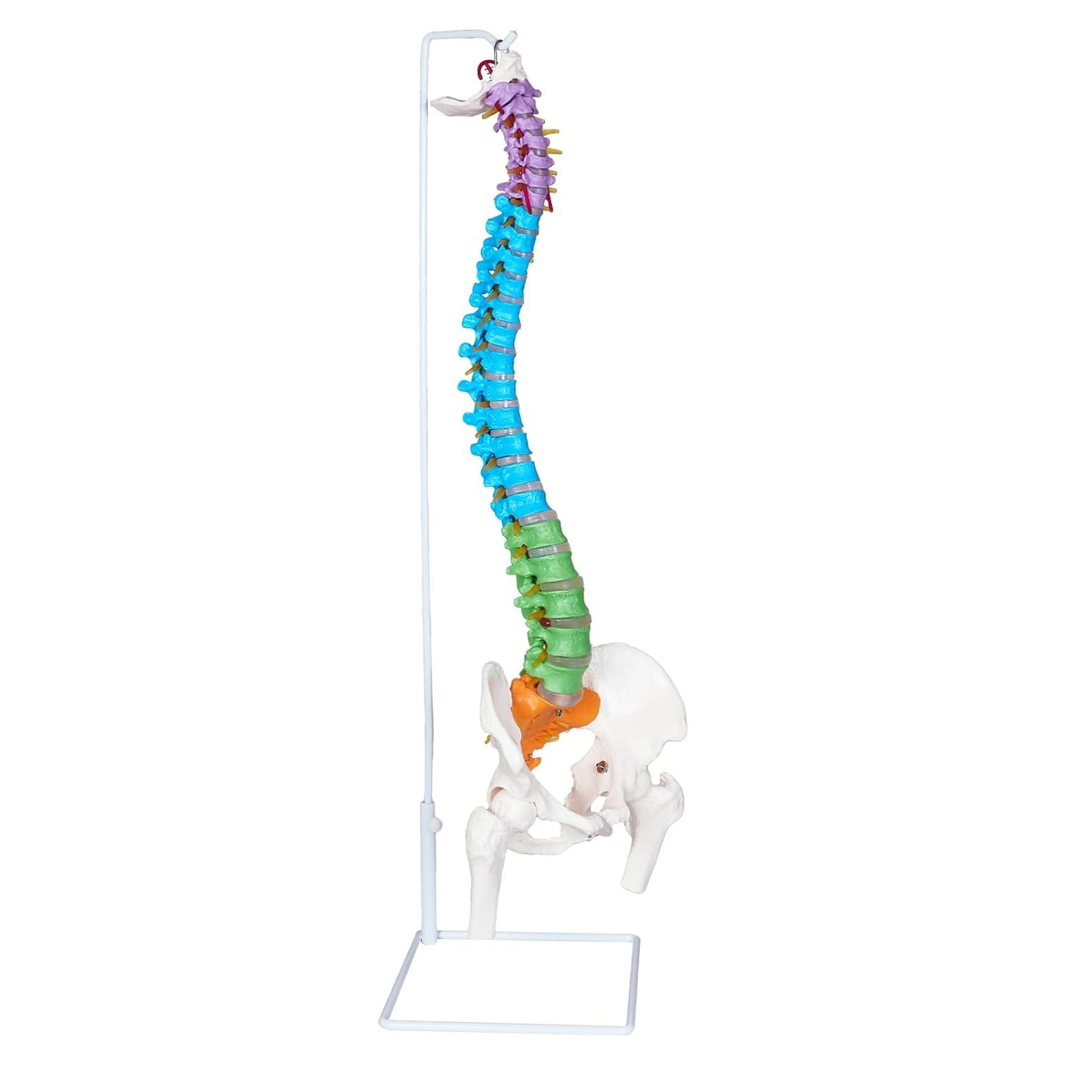Modelo Anatómico de Columna Vertebral NLShan 88 cm Flexible
