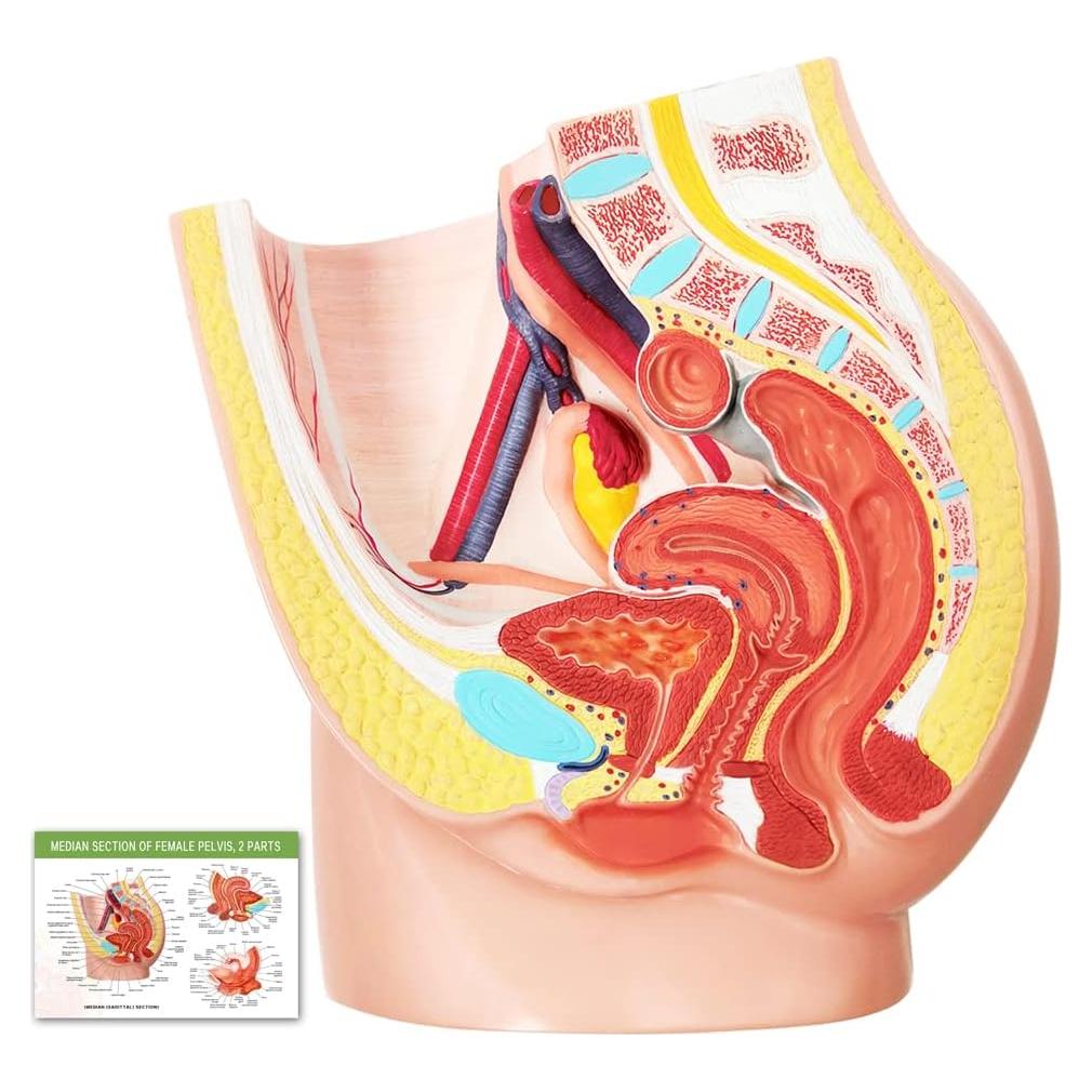 Modelo de Pelvis Femenina Meriden 2 Partes Anatomía Detallada