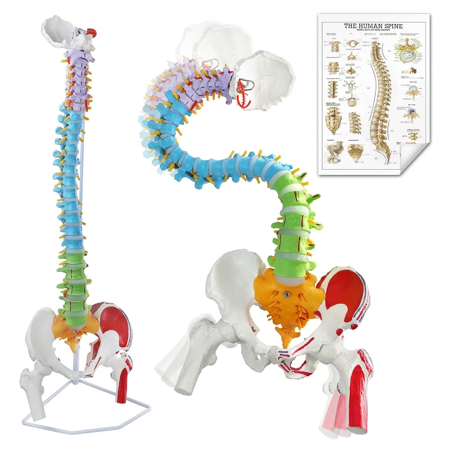 Modelo de Columna Vertebral Humana Flexible EVOTECH 88.4 cm