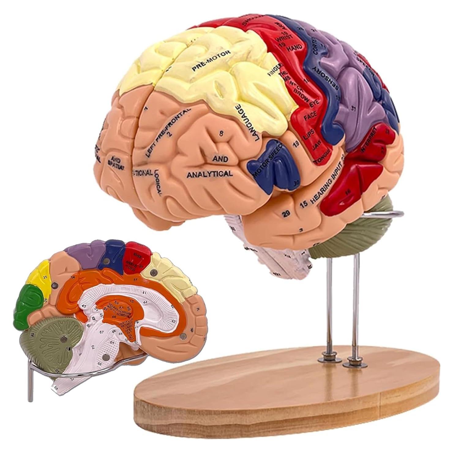 Modelo Anatómico del Cerebro Humano 2X SOEPOTIX Desmontable