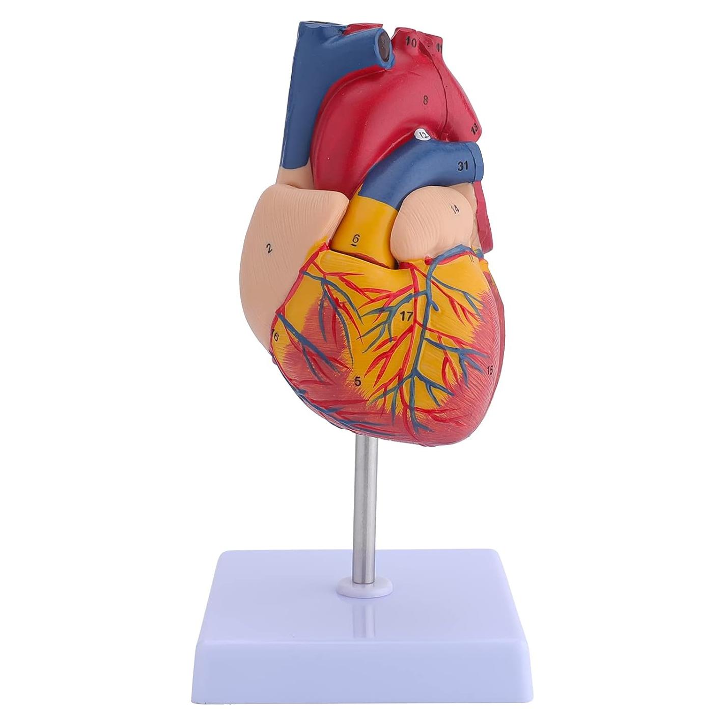Modelo de Corazón Humano Anatómico 2 Partes 9x9x14 cm LVCHEN