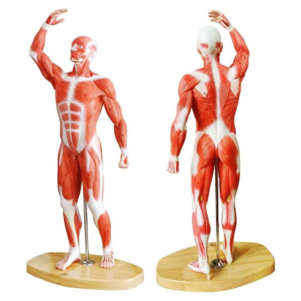 Modelo de Músculo Humano EVOTECH 1/4 Tamaño Vida 54cm