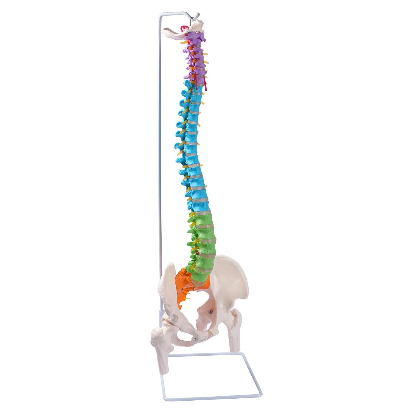Modelo de Columna Vertebral Flexible Breesky 87.9 cm