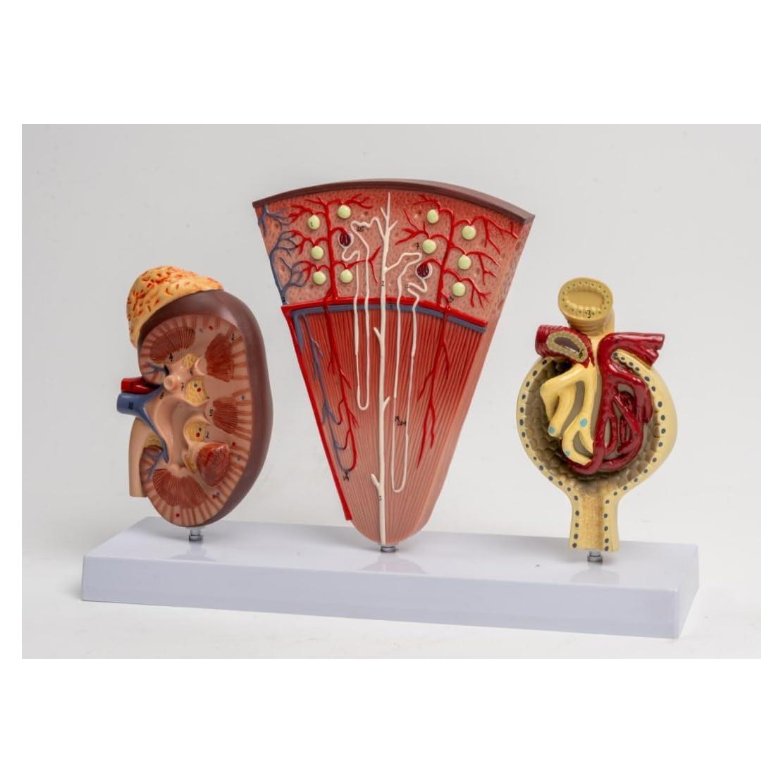 Modelo de Riñón Humano JNMFTD en 3 Partes con Manual