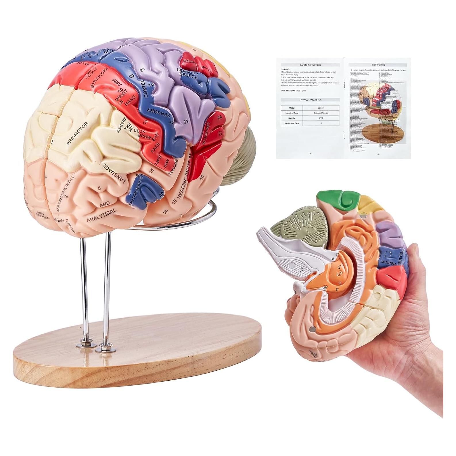 Modelo de Cerebro Humano VEVOR 4 Partes PVC a Tamaño Real