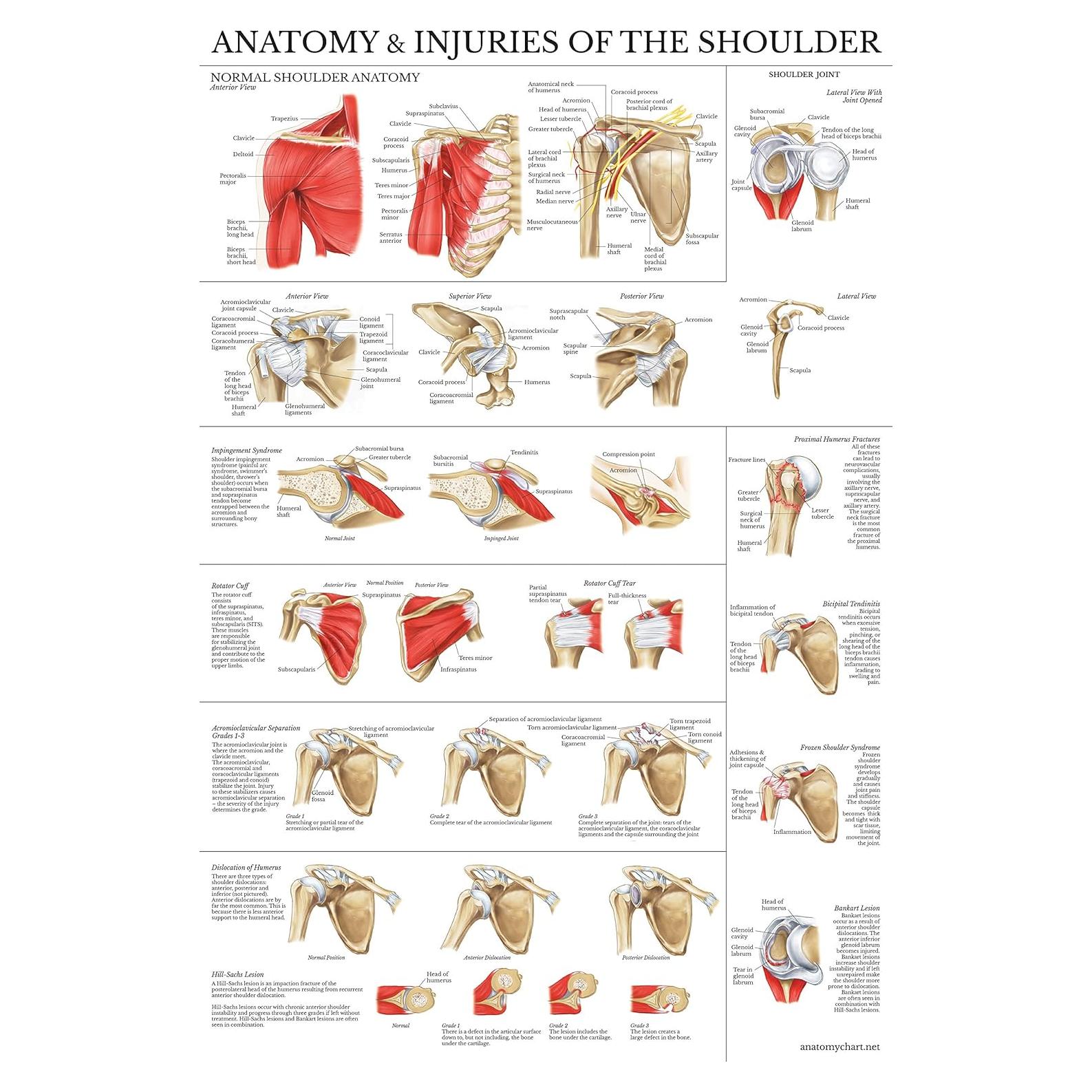 Cartel Anatomía del Hombro Laminado Palace Learning 61x45.7cm