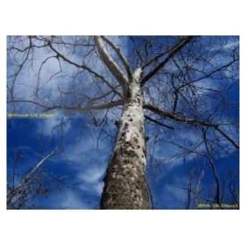 Filtro UV Multicoated BW Elite 52mm para Pentax 50-200mm