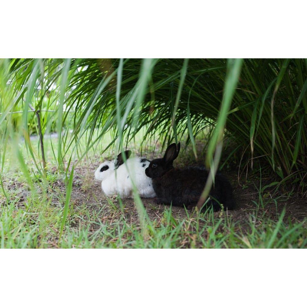 Lente Gran Angular Rokinon 35mm F1.4 para Sony E