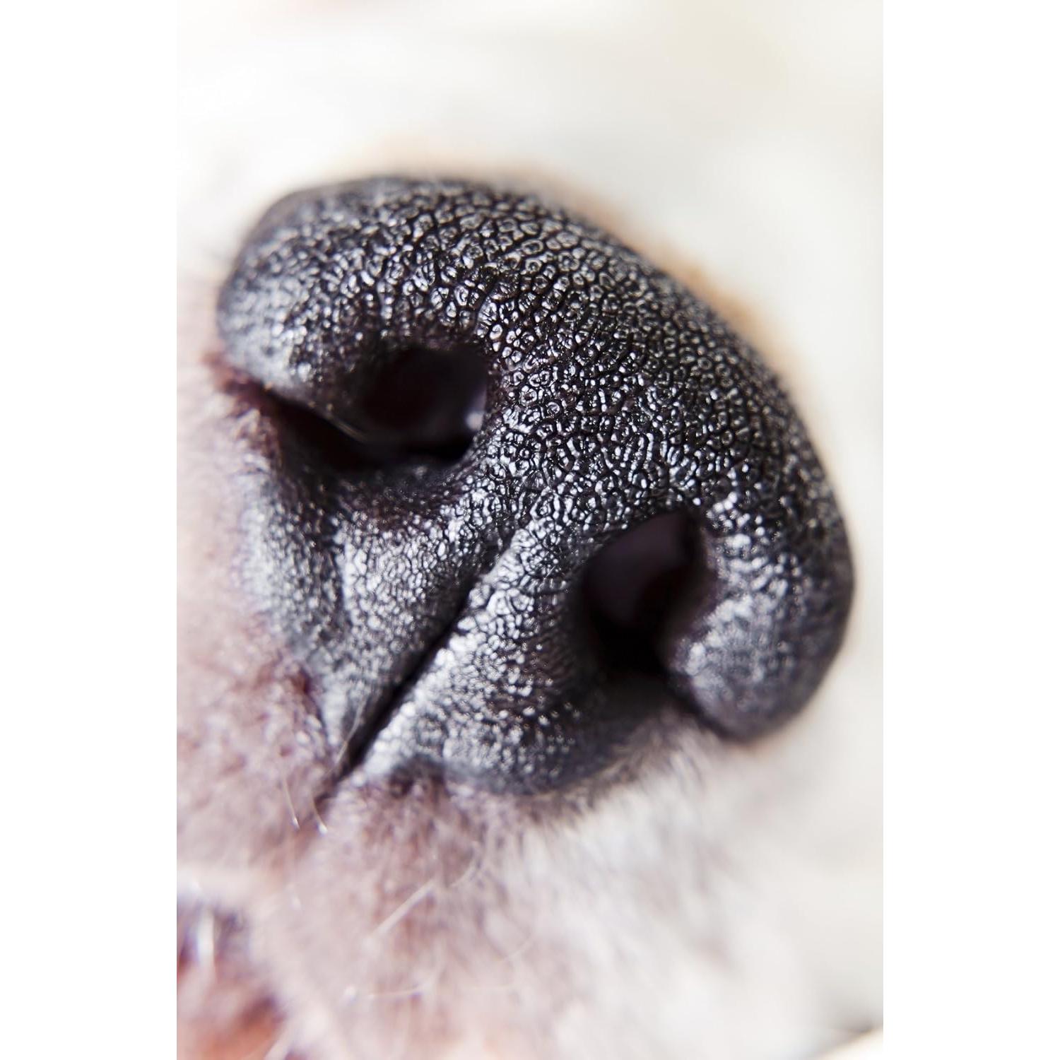 Lente de Acercamiento Olympus E-PL5 10x Macro 46mm