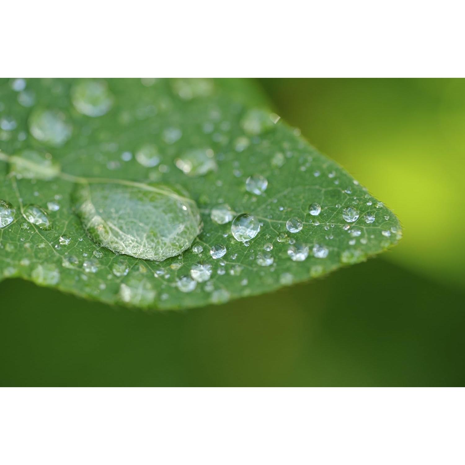 Lente de Primer Plano Olympus Evolt E-30 10x 67mm Macro