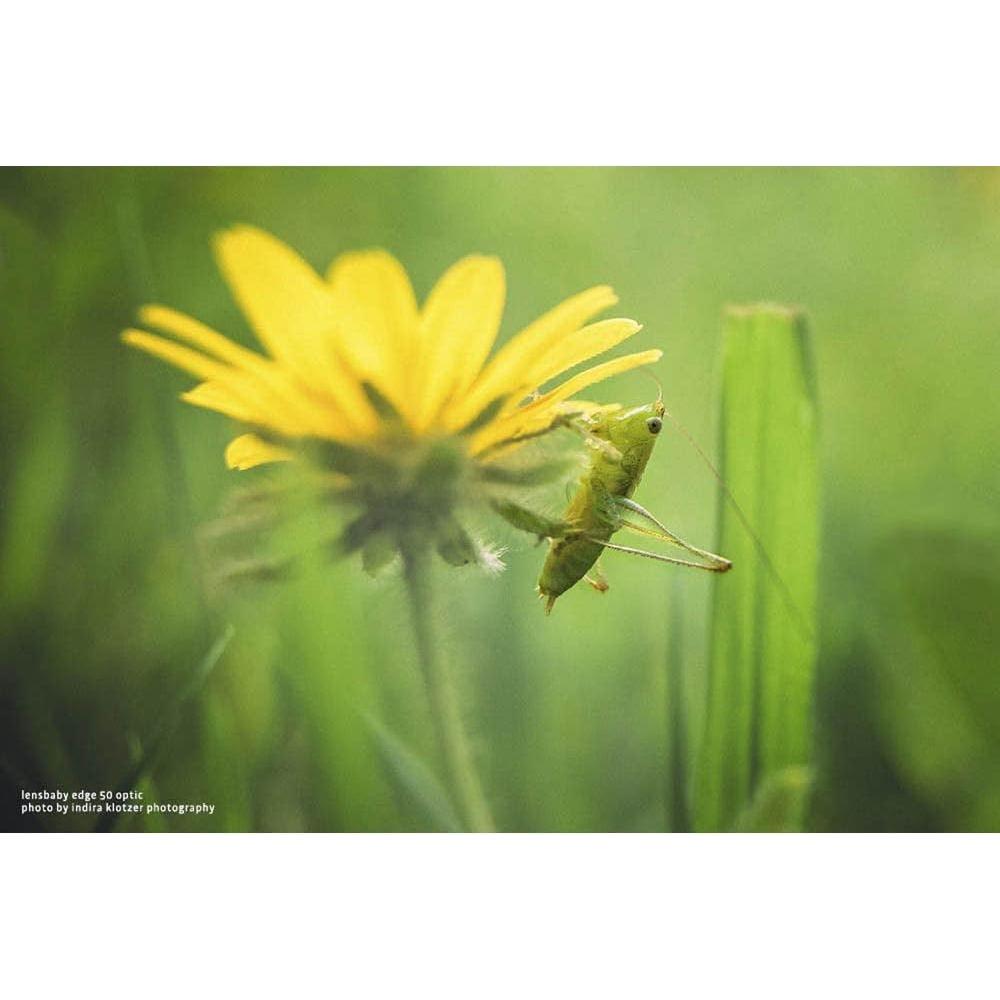 Lente Composer Pro II Lensbaby Edge 50mm f/3.2