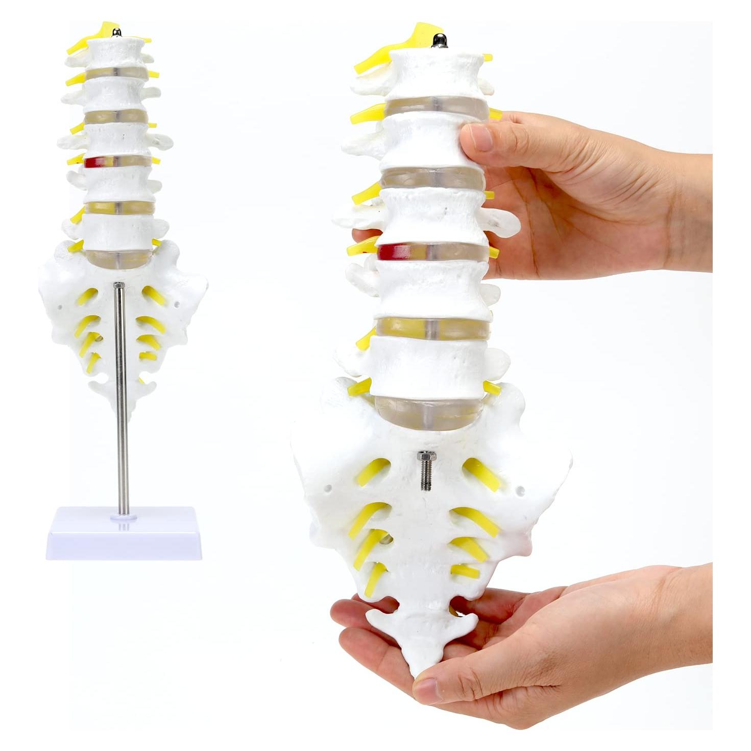 Modelo de Esqueleto Humano 1:1 ASINTOD - Columna Lumbar PVC