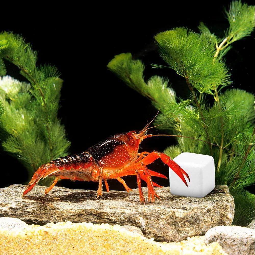 Piedra de Calcio Natural DQITJ 24 Pcs para Reptiles