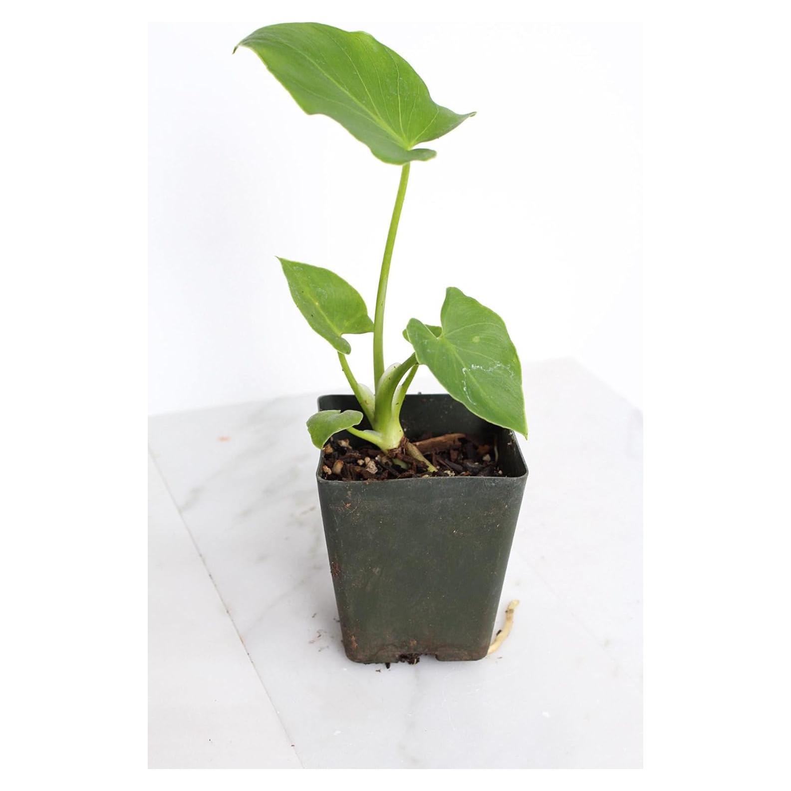 Mini Philodendron Selloum Hope Planta de Interior 10 cm Verde