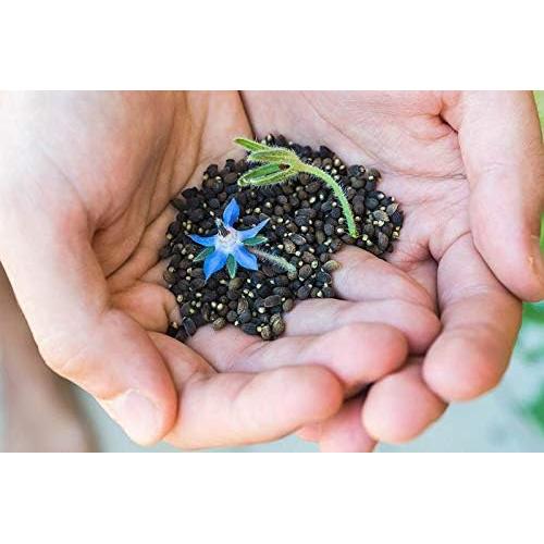 Aceite de Semilla de Borraja Dr Joe Lab 240 ml Prensado en Frío