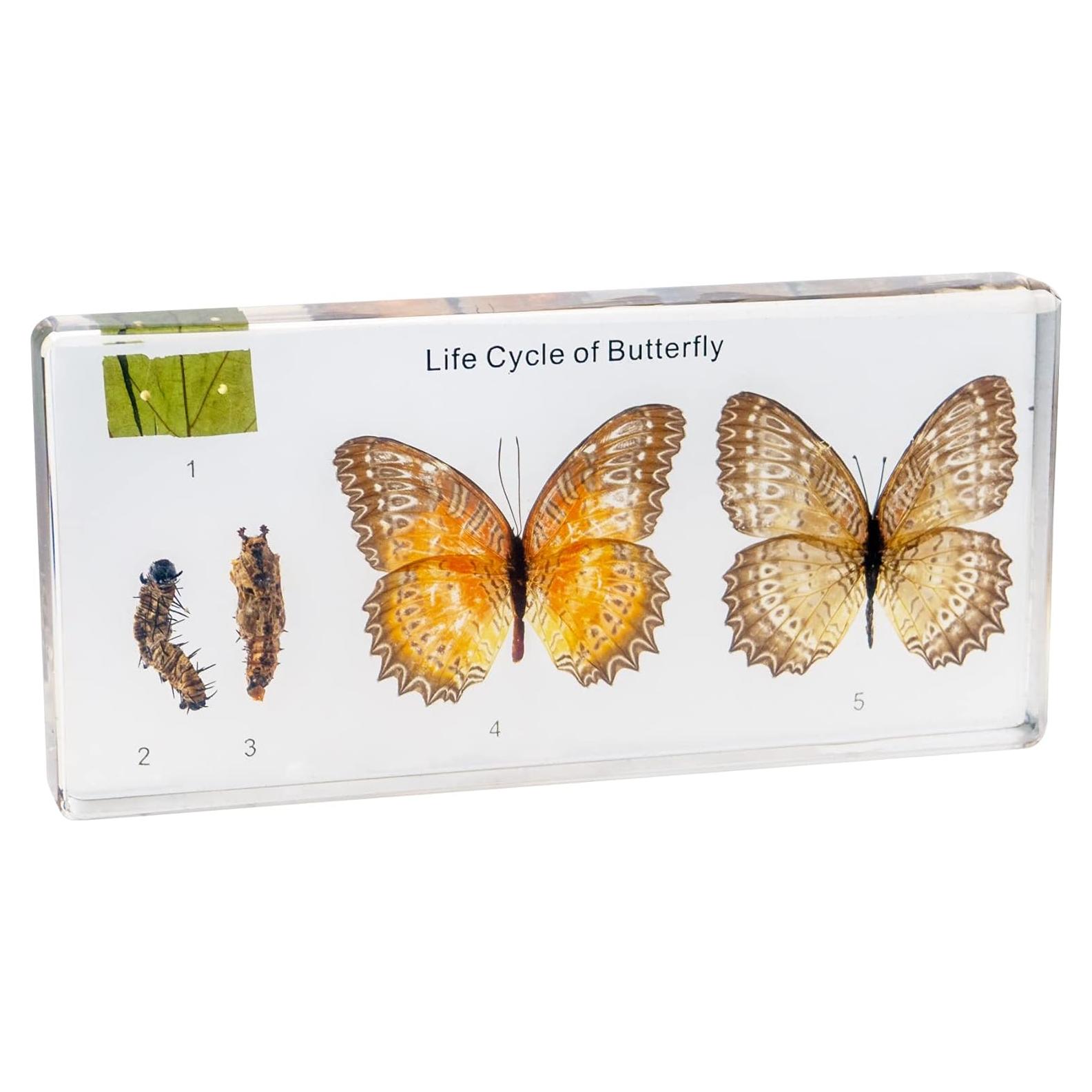 Kit de Insectos en Resina EJLIFEBOX - Mariposa y Más