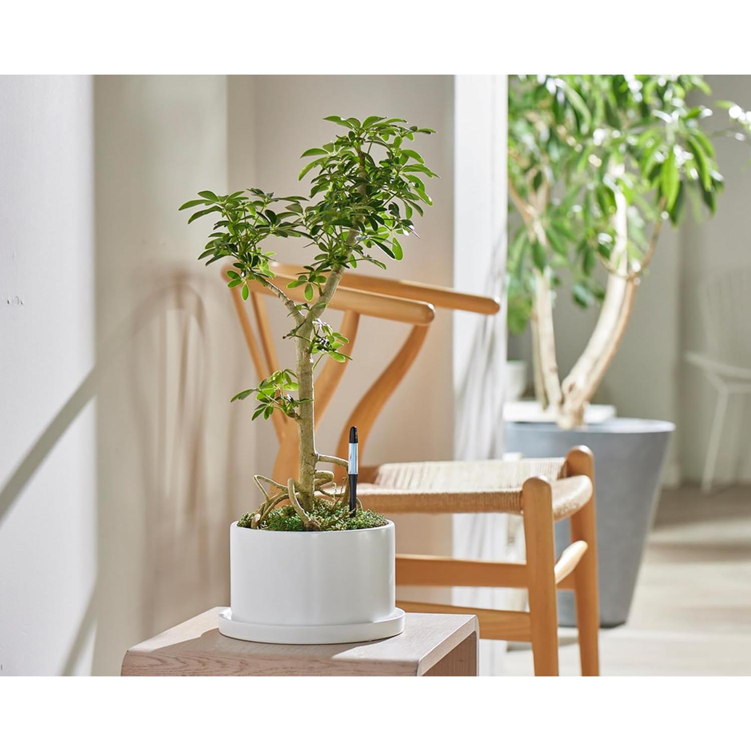 Sensor de Humedad del Suelo Sustee Mediano Negro - Paquete de 5