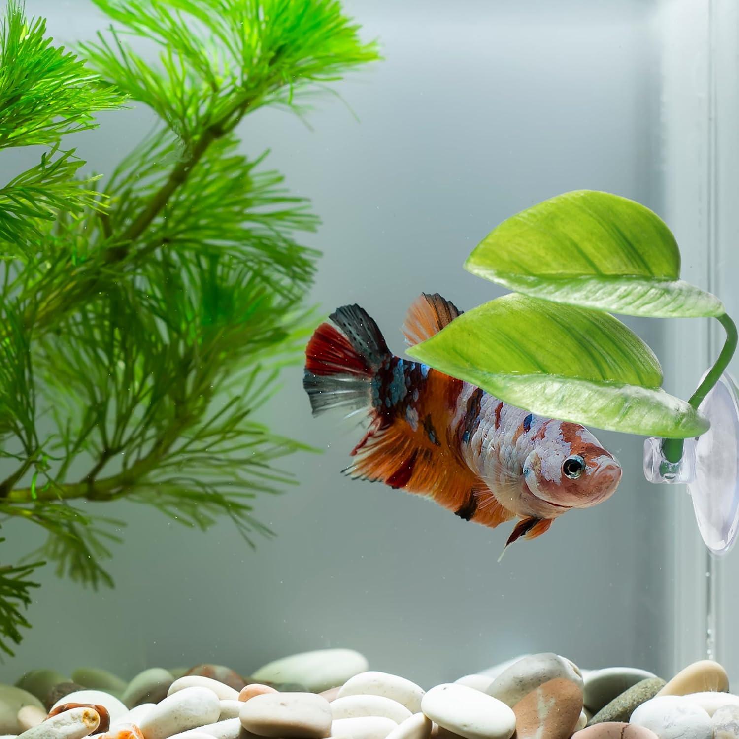 Almohadilla de Hoja URATOT para Peces Betta - 4 Piezas