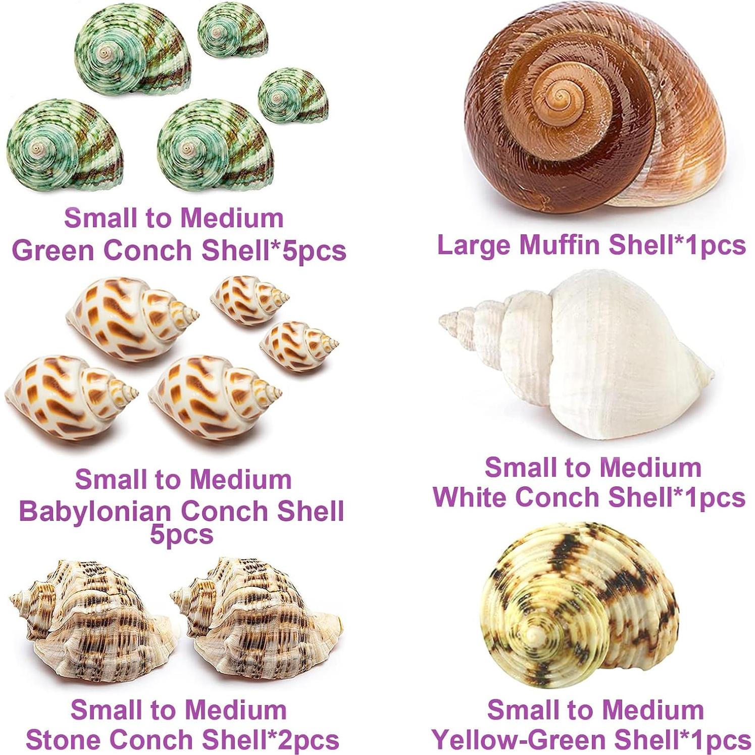 15 Conchas de Cangrejo Ermitaño Naturales QEQEKAKA 0.64-6.35 cm