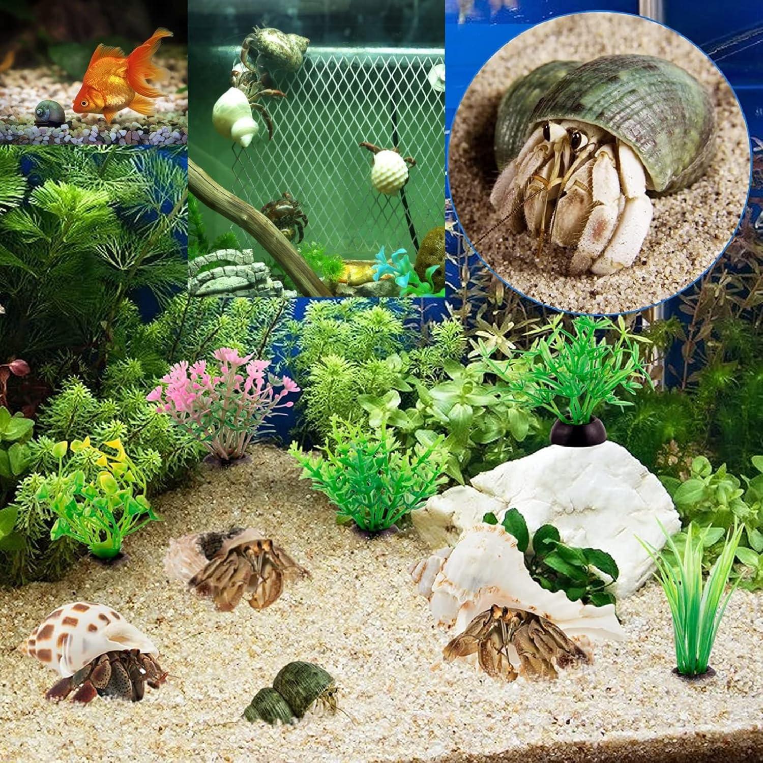 15 Conchas de Cangrejo Ermitaño Naturales QEQEKAKA 0.64-6.35 cm