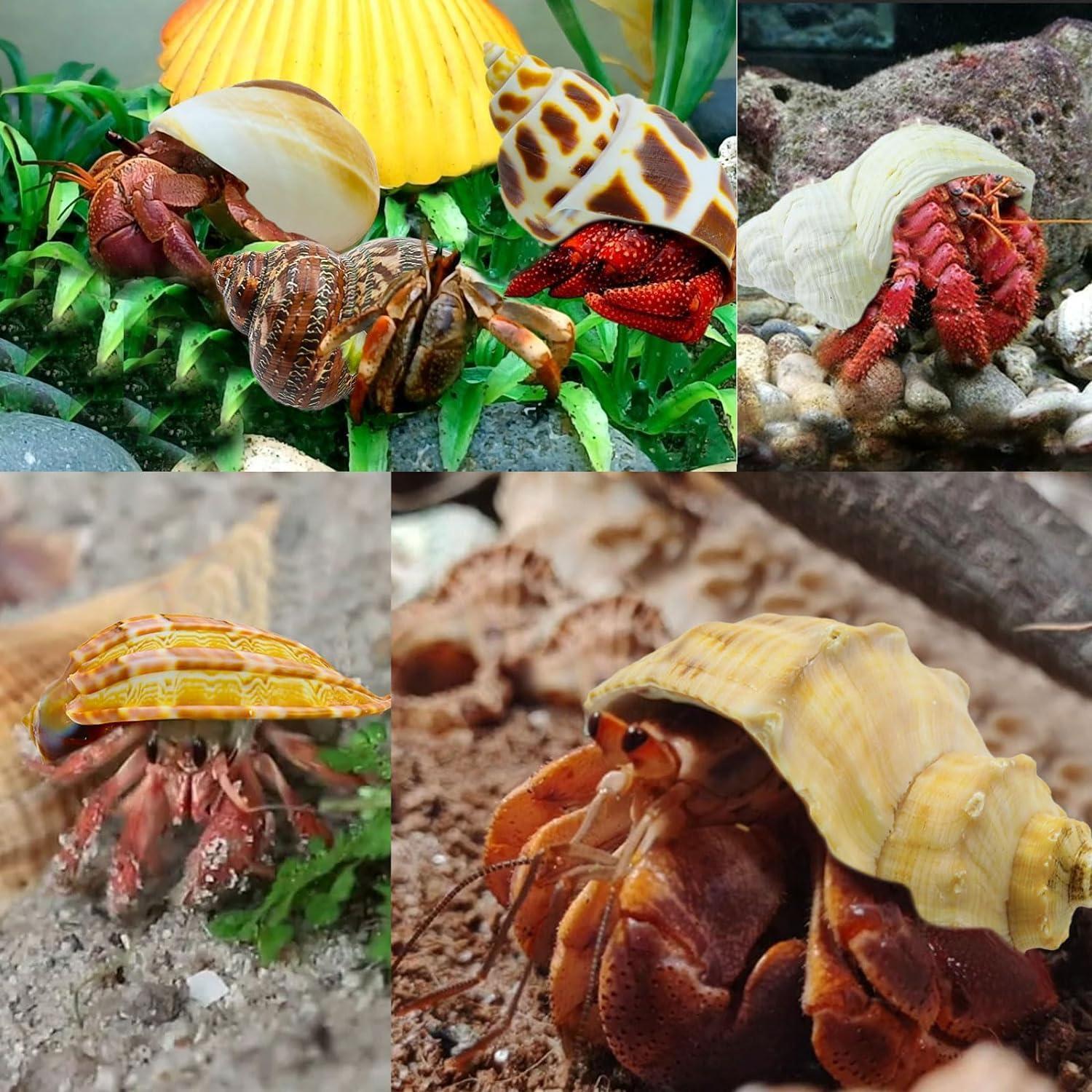 Conchas de Cangrejo Ermitaño SEAJIAYI 12 Piezas Naturales