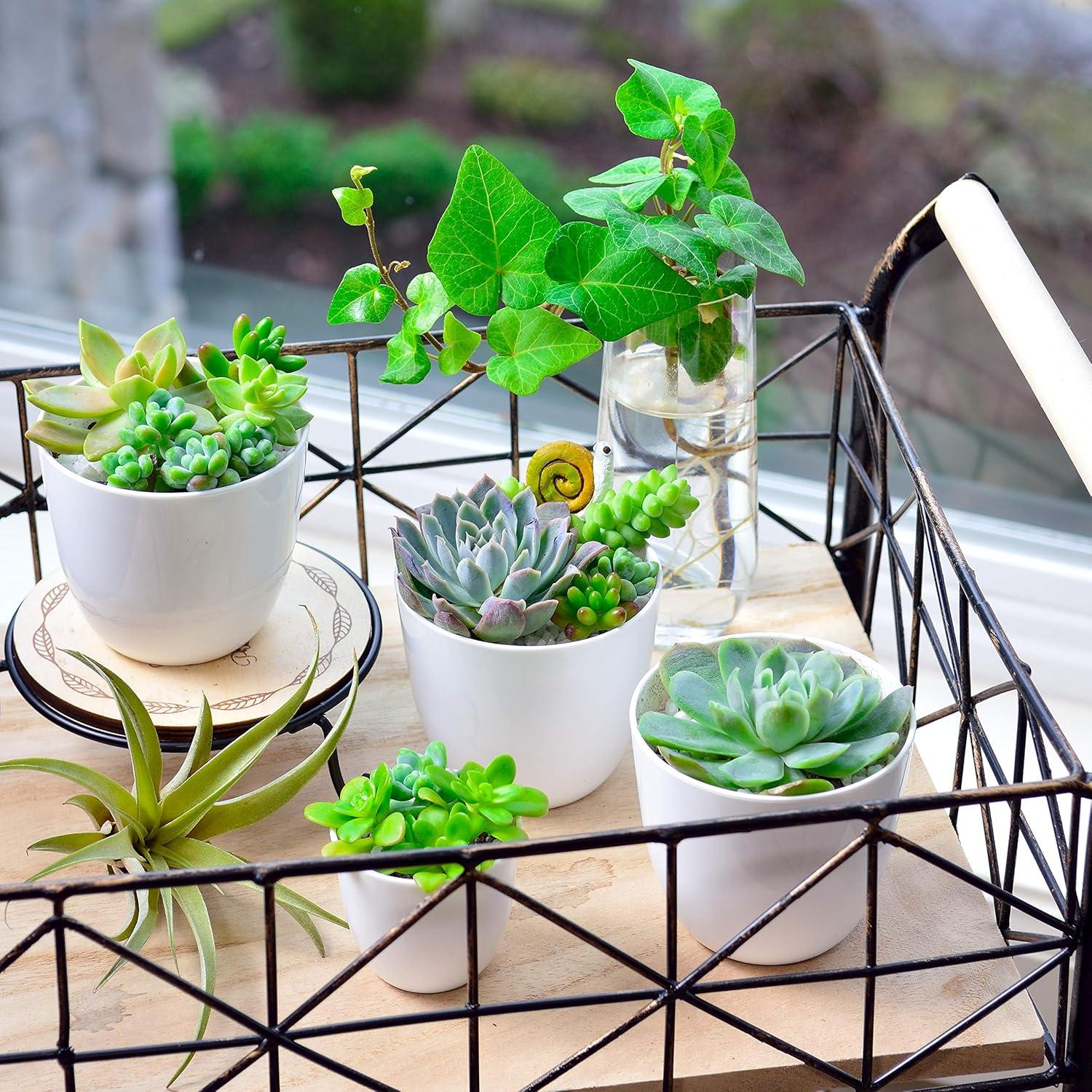 Juego de 24 Macetas de Plástico Youngever 5.08 cm Drenaje