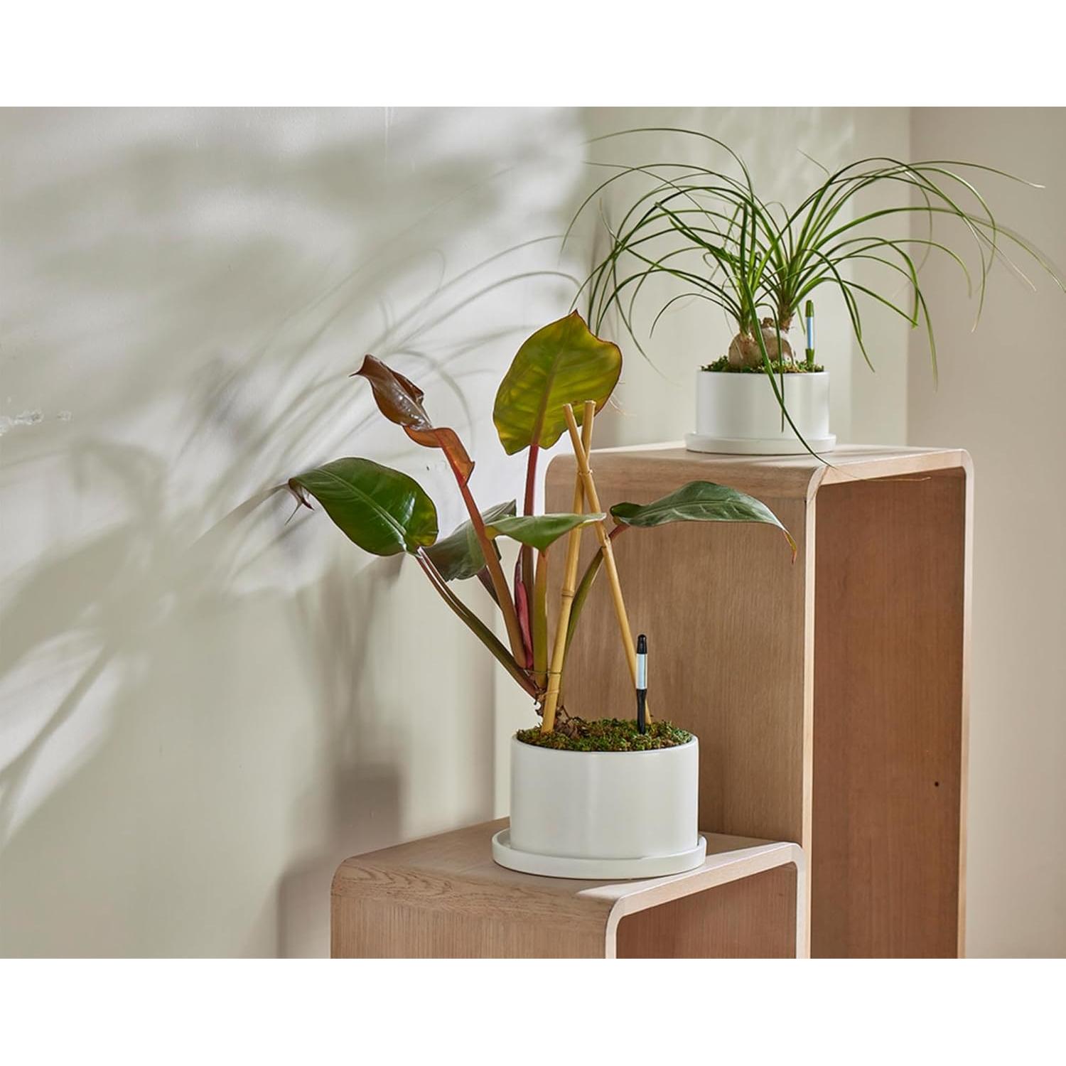 Sensor de Humedad SUSTEE Aquameter Pequeño Negro - Paquete de 12