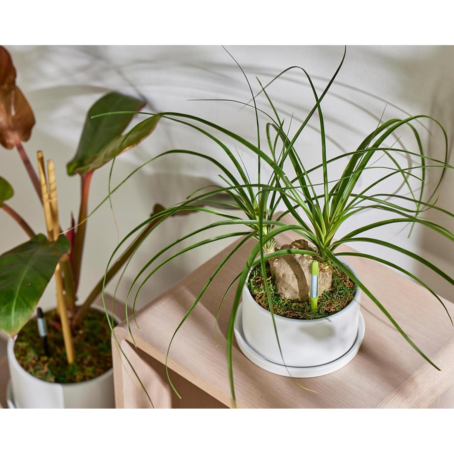 Sensor de Humedad SUSTEE Aquameter Pequeño Negro - Paquete de 12