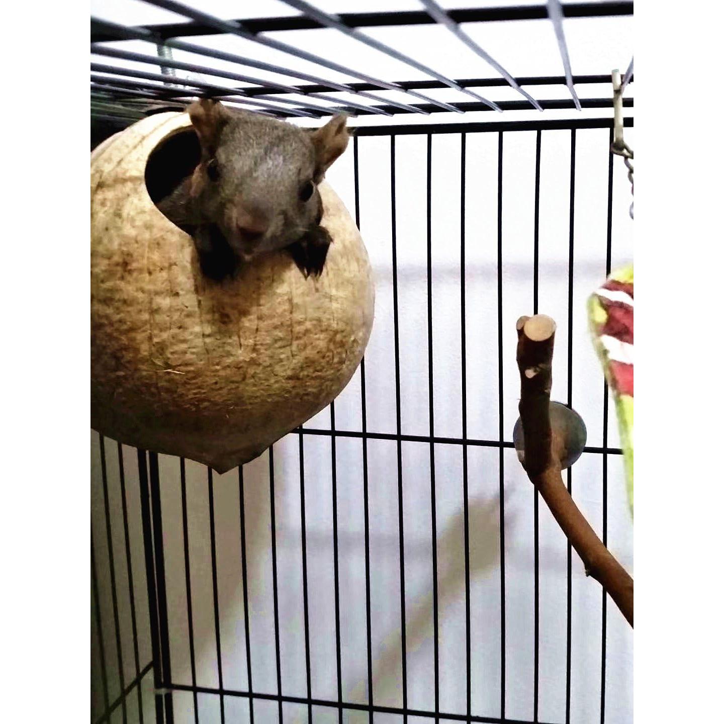 Nido de Cría para Aves Hypeety de Coco Natural 10-15cm