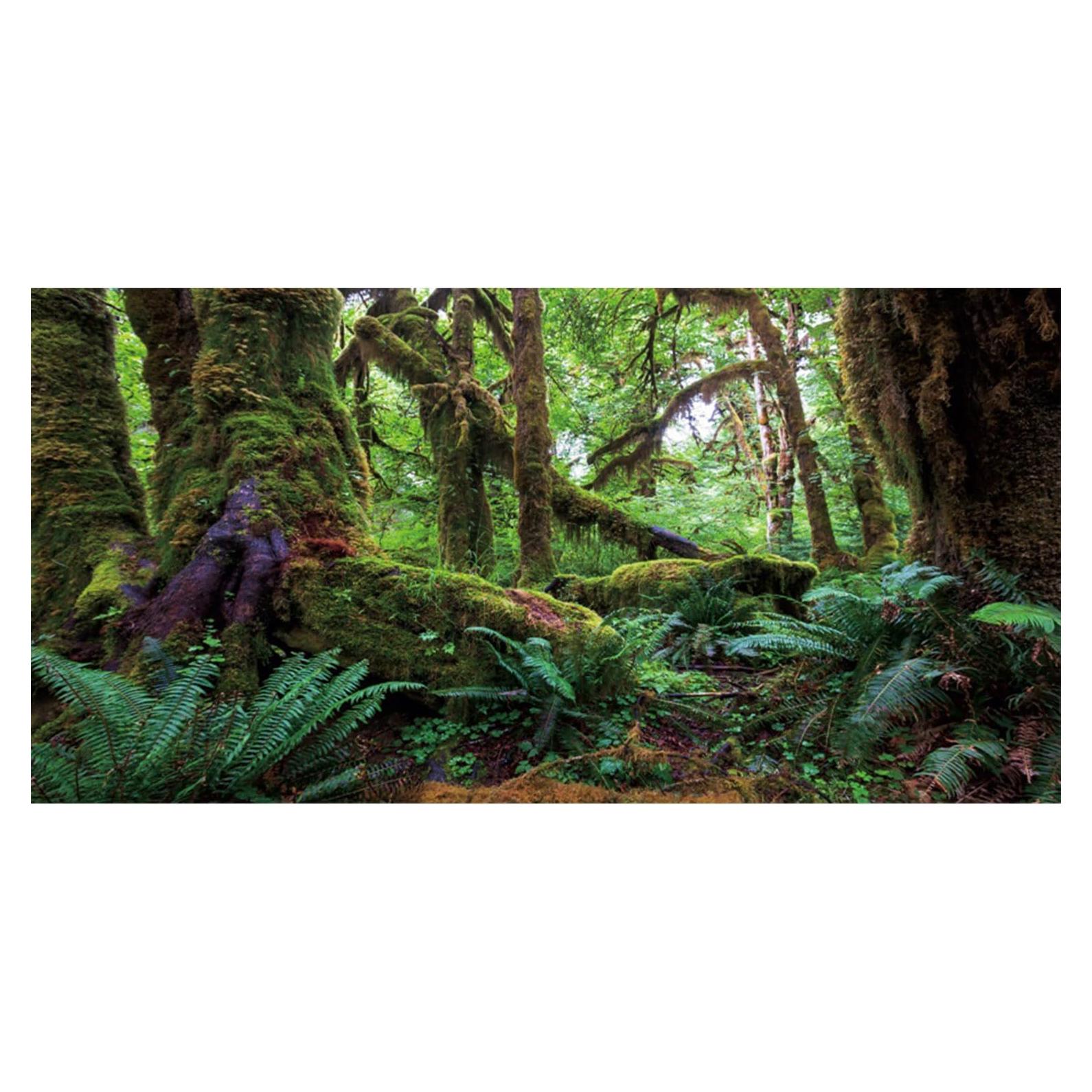 Fondo de Acuario Terrario AWERT 75x30 cm Bosque Tropical