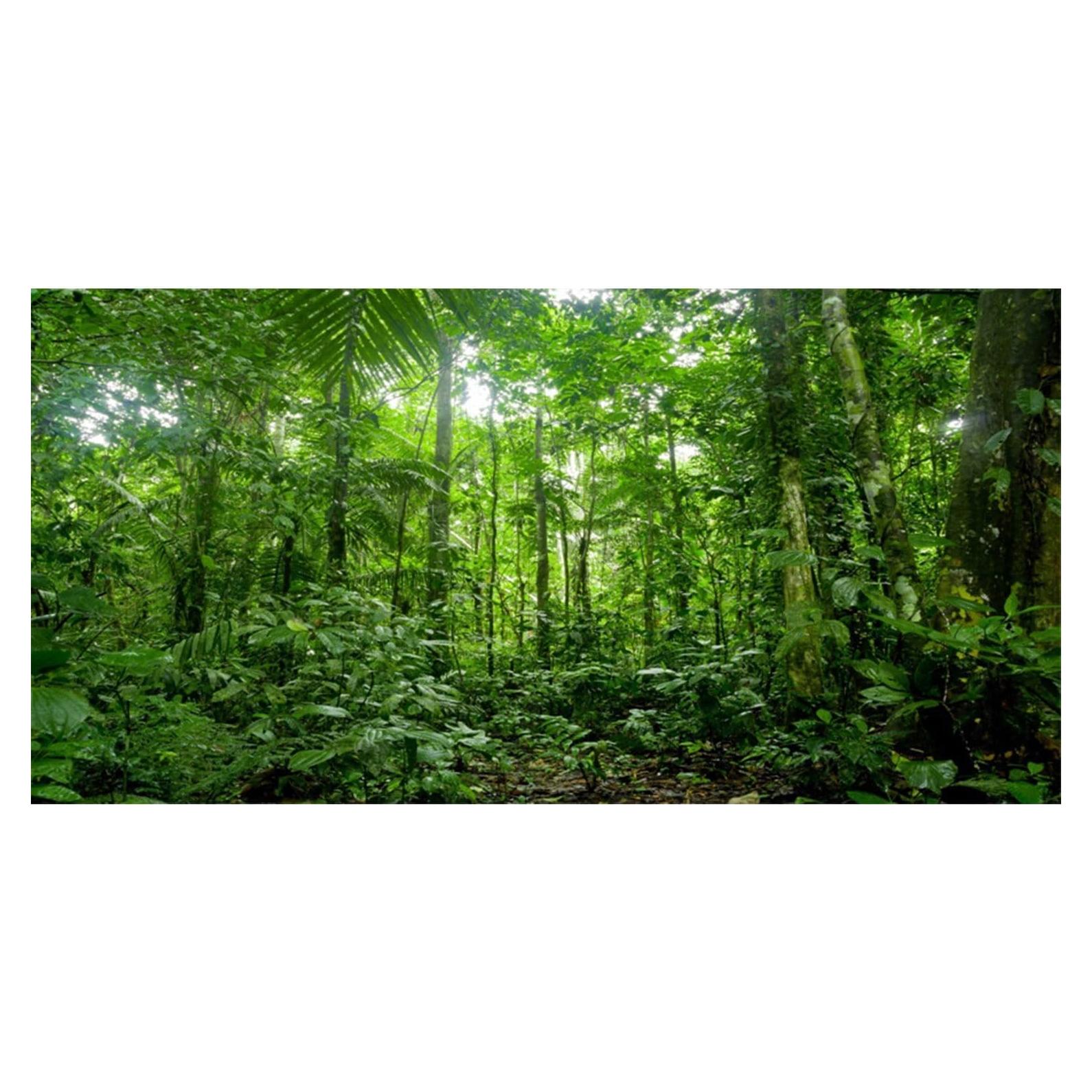 Fondo de Acuario AWERT 180x60 cm Verde Selva Reptiles