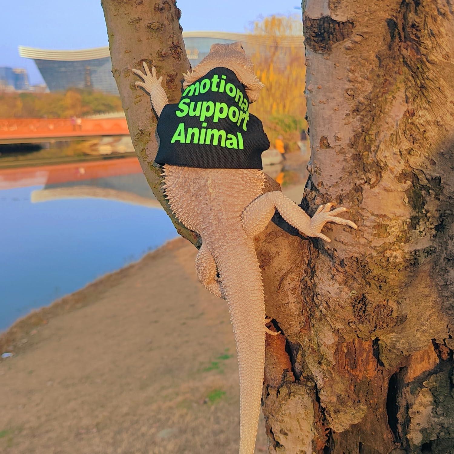 Conjunto Arnés y Correa Ajustable SEZDEKI para Dragón Barbudo