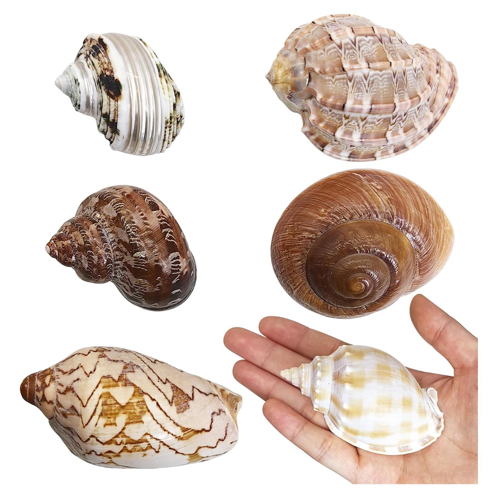 Conchas para Cangrejo Ermitaño Kathson 6 Pcs Tamaño 5-8.9 cm