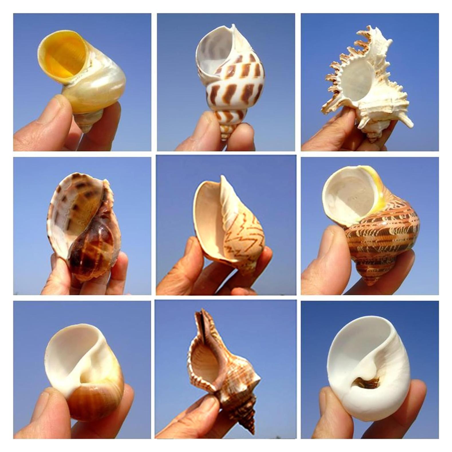 16 Conchas de Cangrejo Ermitaño Naturales - Decoración Acuario