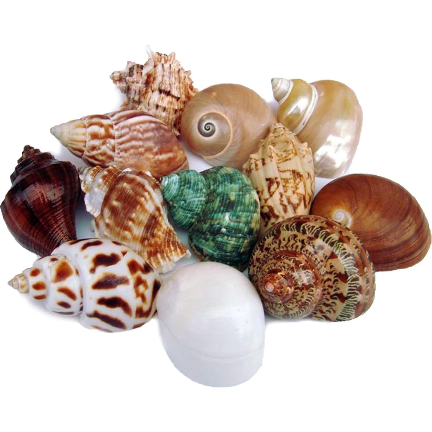 16 Conchas de Cangrejo Ermitaño Naturales - Decoración Acuario