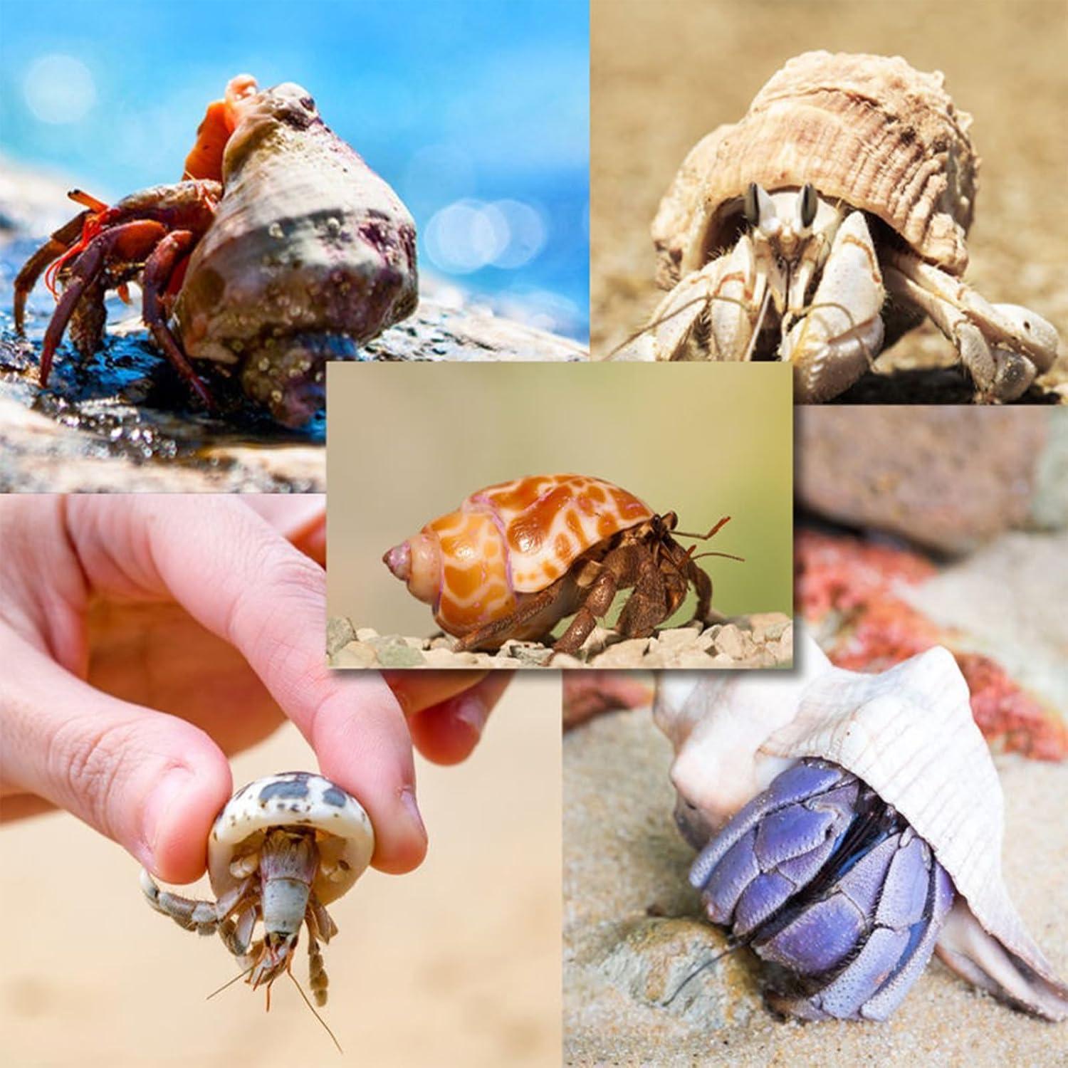 16 Conchas de Cangrejo Ermitaño Naturales - Decoración Acuario