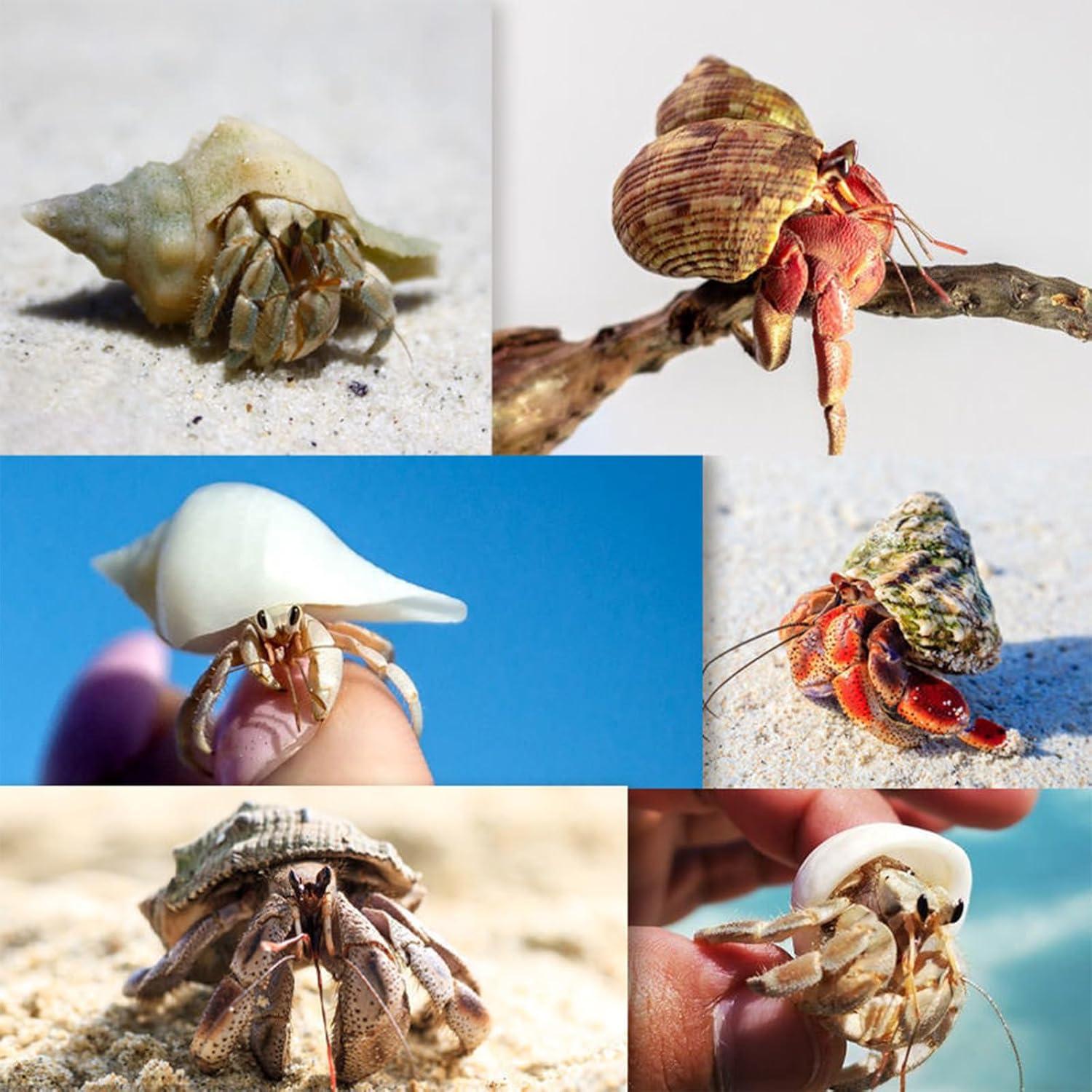 16 Conchas de Cangrejo Ermitaño Naturales - Decoración Acuario