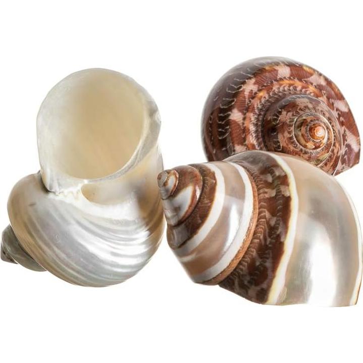 Conchas Turbo para Cangrejo Ermitaño Nautical Crush 3 Piezas