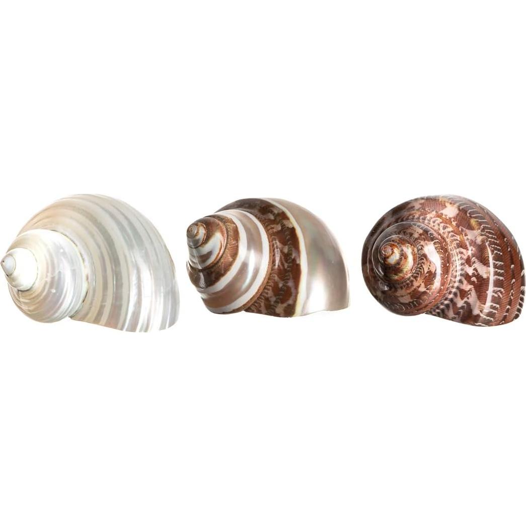 Conchas Turbo para Cangrejo Ermitaño Nautical Crush 3 Piezas