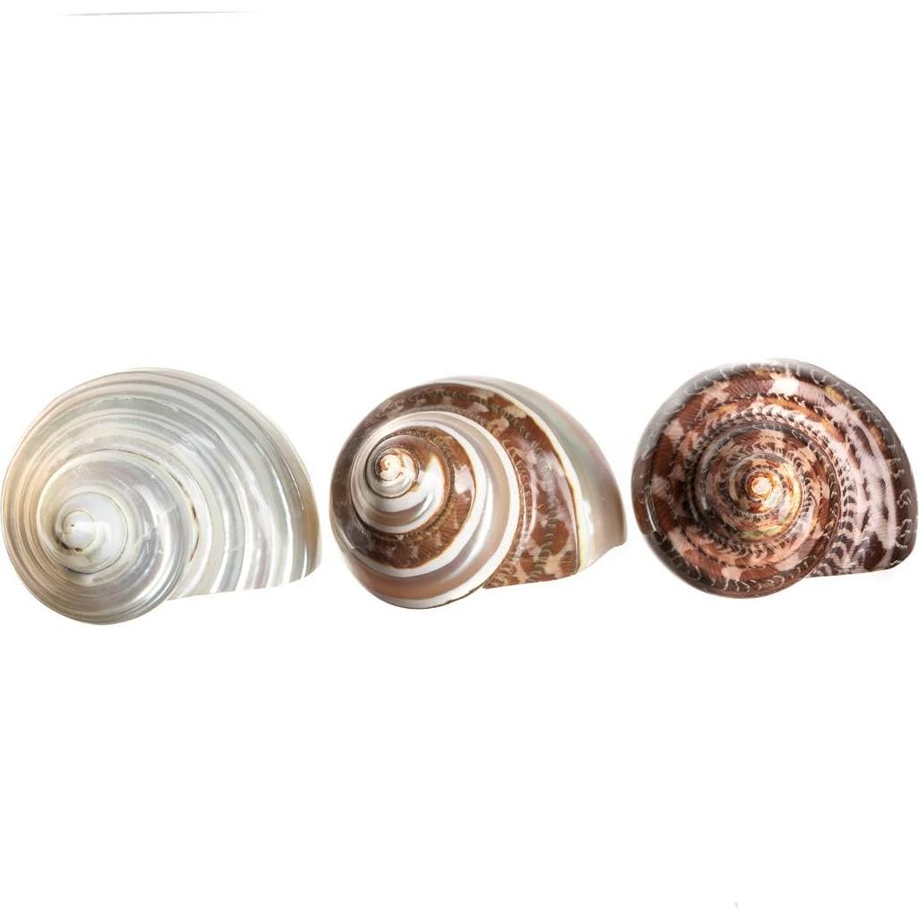 Conchas Turbo para Cangrejo Ermitaño Nautical Crush 3 Piezas